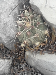 Thelocactus rinconensis rinconensis