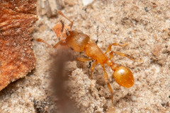 Tetramorium simillimum