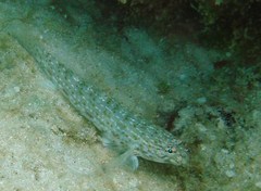 Istigobius rigilius