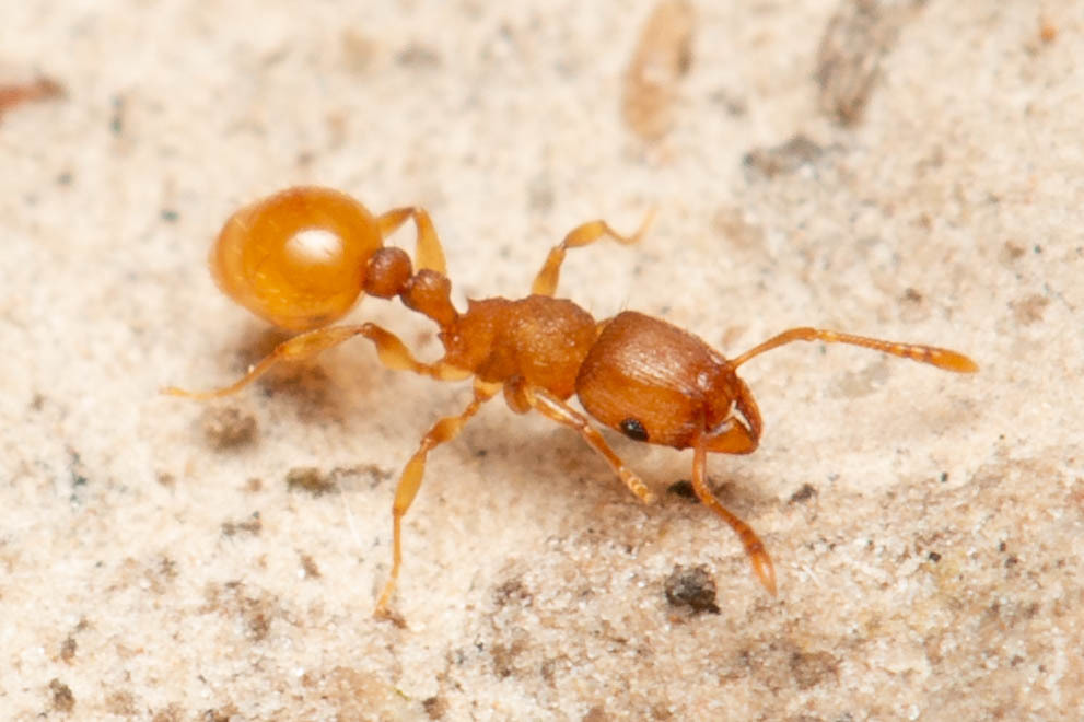 Groove-headed Fierce ant
