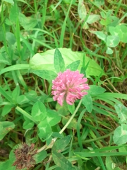 Trifolium pratense
