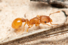 Tetramorium simillimum