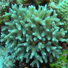 Seriatopora