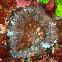 Micromussa pacifica