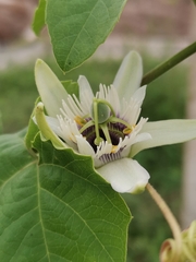 Passiflora morifolia