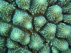 Acropora monticulosa