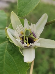 Passiflora morifolia