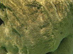 Gardineroseris planulata