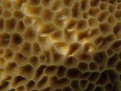 Gardineroseris planulata