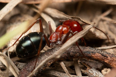 Melophorus rufoniger