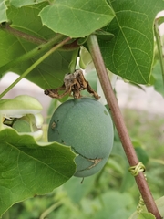 Passiflora morifolia