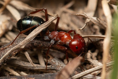 Melophorus rufoniger