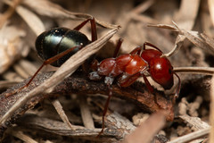 Melophorus rufoniger