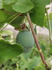 Passiflora morifolia