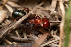 Melophorus rufoniger