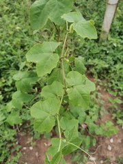 Passiflora morifolia