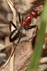 Melophorus rufoniger