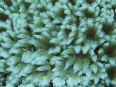 Clavularia
