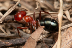 Melophorus rufoniger