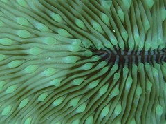 Lobactis scutaria