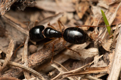 Camponotus lownei