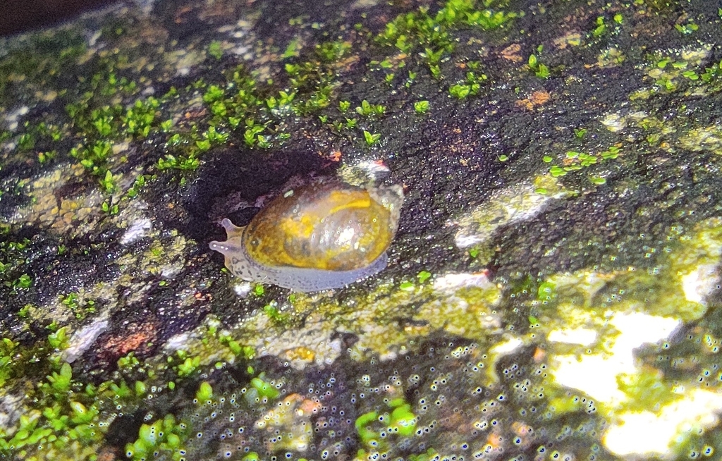 Little Carrot Succinea