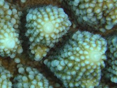 Acropora monticulosa