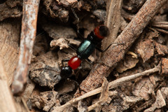 Paederus cruenticollis