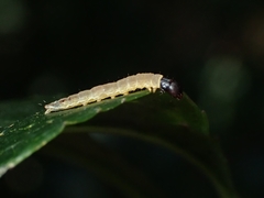 Dichomeris heriguronis