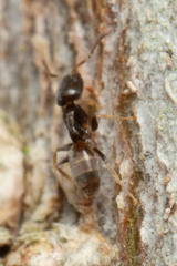 Tapinoma minutum