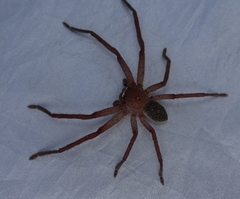 Neosparassus diana