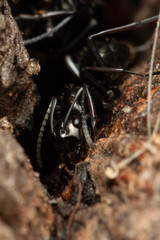 Polyrhachis pilosa