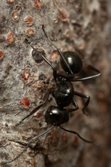 Polyrhachis pilosa
