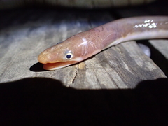 Big-Eyed Worm Eel photo 5