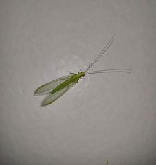 Chrysopidae