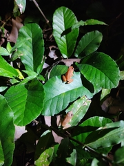 Pristimantis ramagii