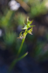 Prasophyllum gracile