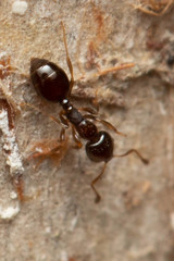 Monomorium sydneyense