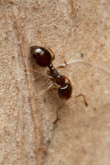 Monomorium sydneyense