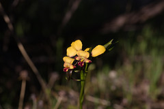 Diuris hazeliae
