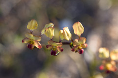Diuris hazeliae