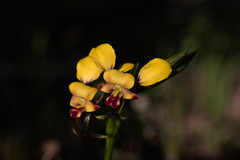 Diuris hazeliae