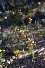 Diuris hazeliae