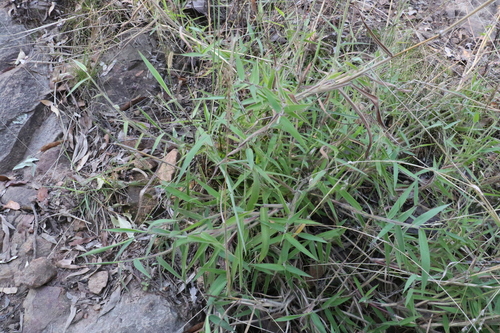 Melinis minutiflora