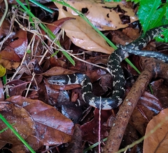 Erythrolamprus taeniogaster