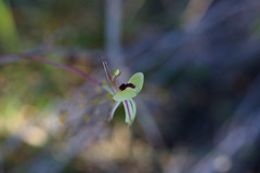 Caladenia roei