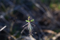 Caladenia roei