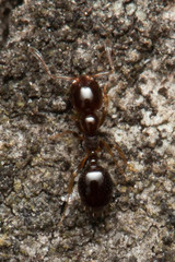 Monomorium sydneyense