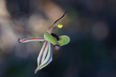 Caladenia roei
