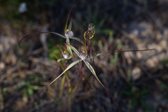 Caladenia dimidia